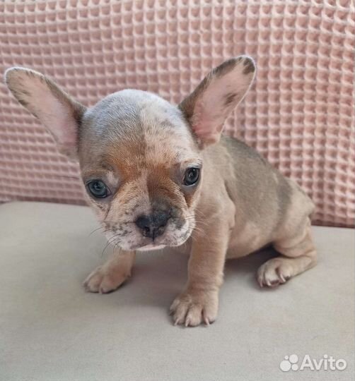 Французский бульдог