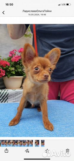 Тойчики длинношерстные