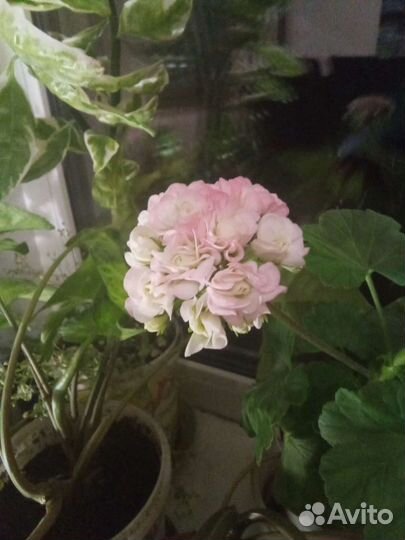 Герань розебудная, лососевая, королевская цветы