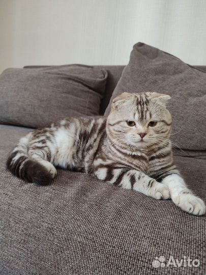 Шотландский вислоухий кот