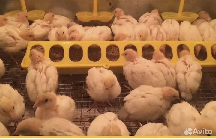 Перепел техасский