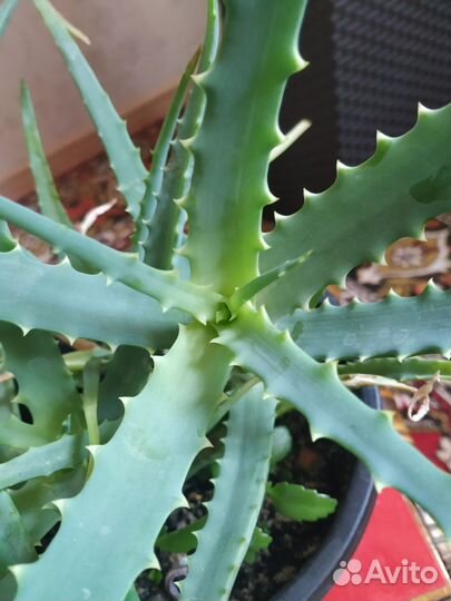 Алоэ лечебный