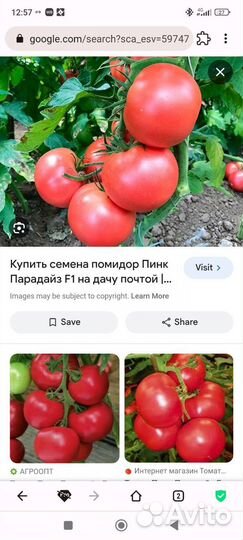 Семена томатов пинк парадайз