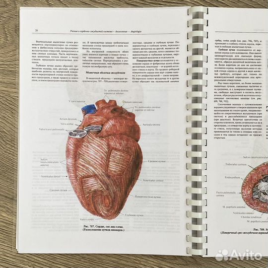 Атлас анатомии человека синельников