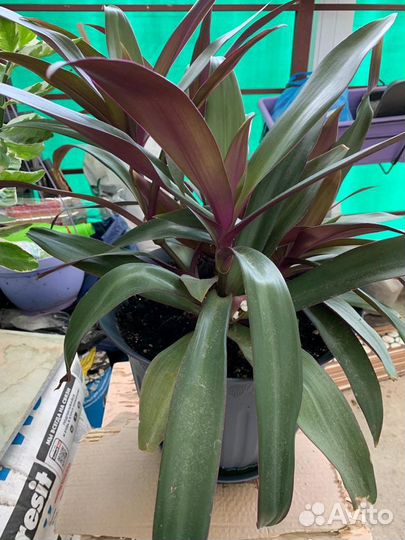 Комнатные растения