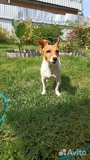 Передержка, выгул собак и кошек