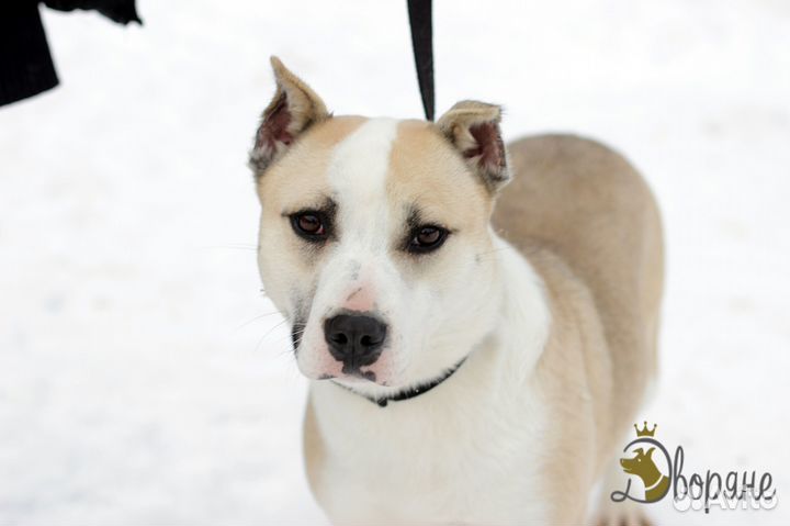 Ласковая Бэлла метис питбуля