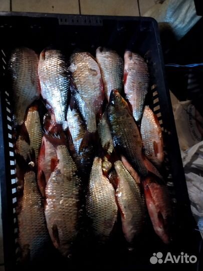 Свежая рыба судак,синец,плотва, чехонь