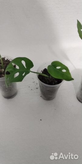 Монстера манки маск