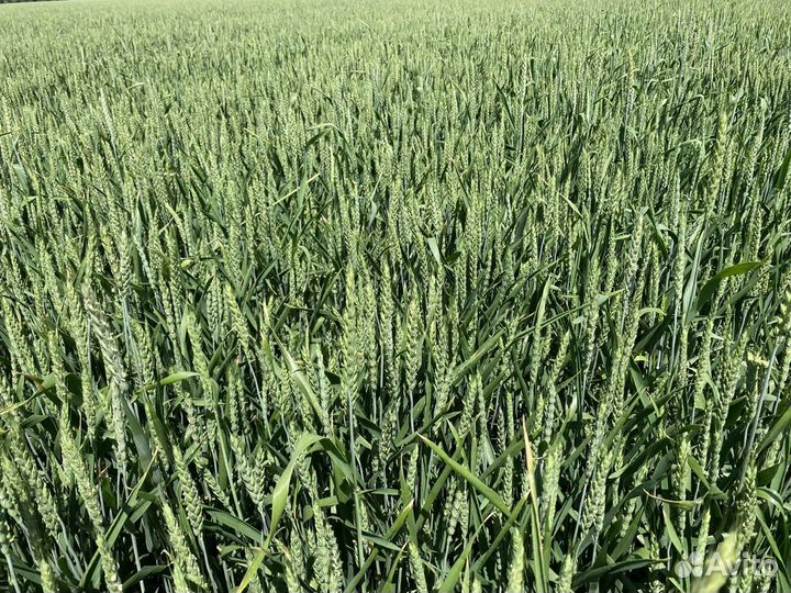 Элитные семена пшеницы