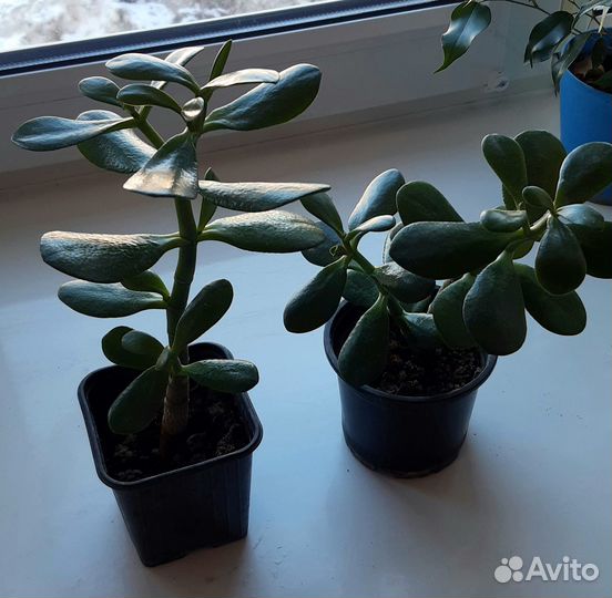 Живые цветы, комнатные растения подарок на 8 марта