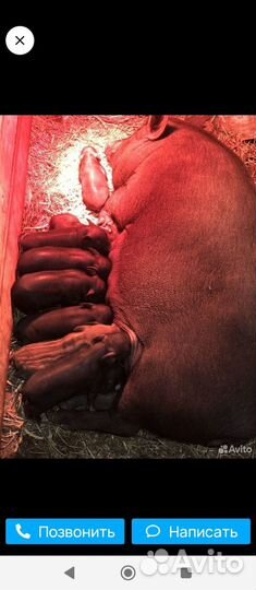 Вьетнамские поросята