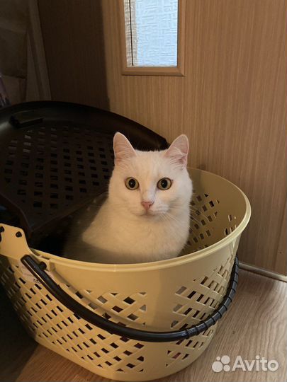 Молодая белая кошечка в добрые руки