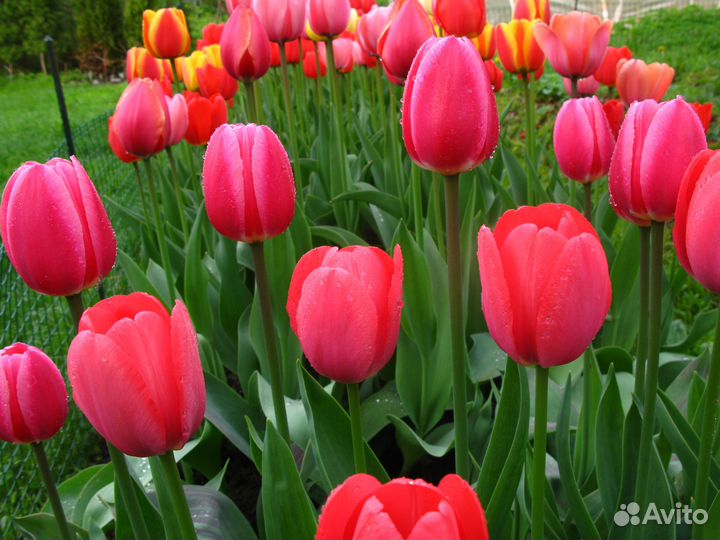 Мелкие луковицы тюльпанов mix