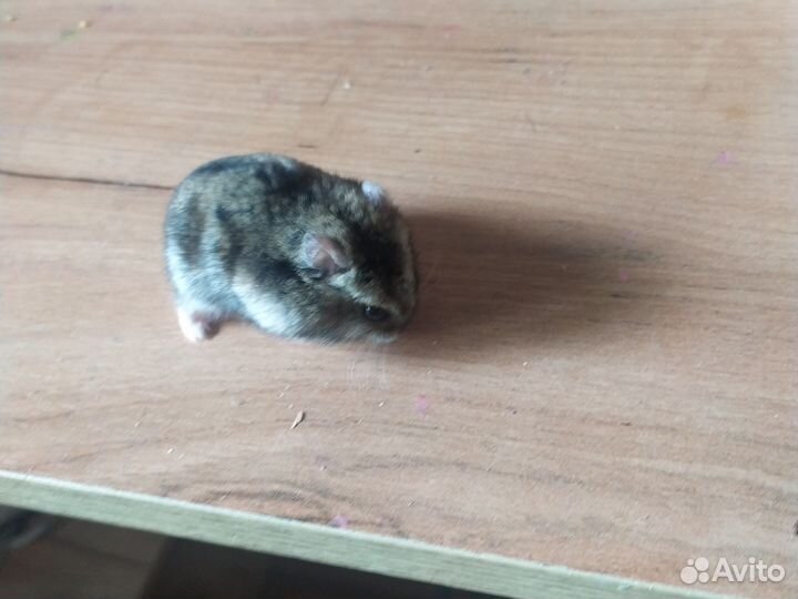 Джунгарский хомяк