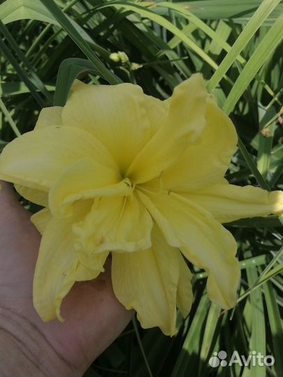 Лилейник сортовой