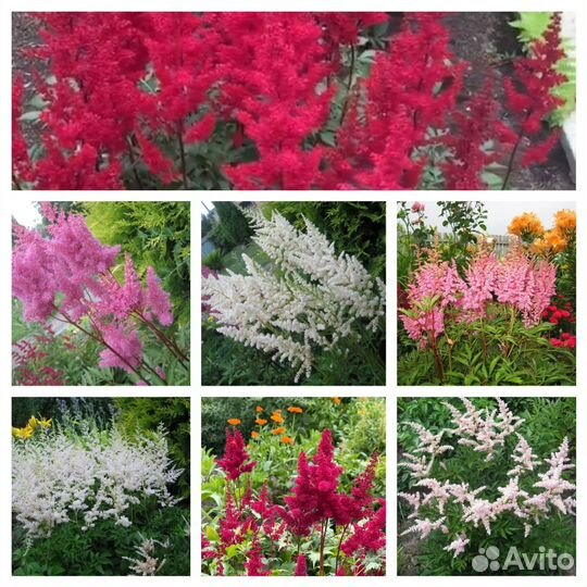 Многолетние садовые цветы