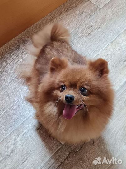 Шпиц взрослая девочка