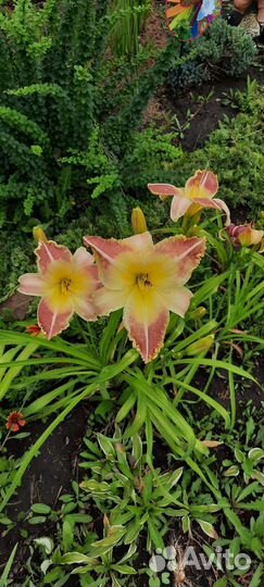 Продам лилейники