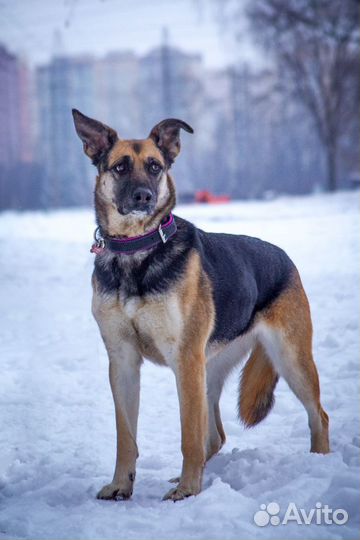 Кайя, собака ищ приюта ищет дом