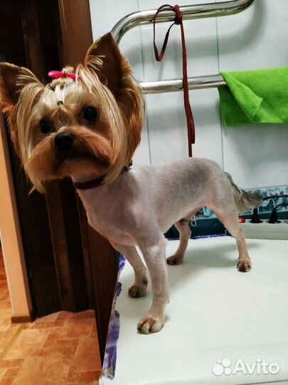 Стрижка собак мелких пород