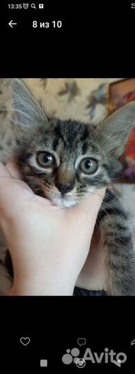 Котёнок в дар