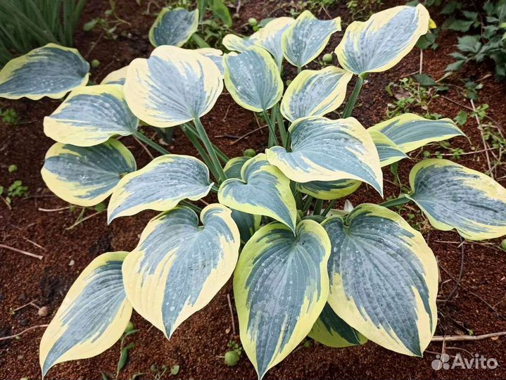 Хоста Ферст фрост