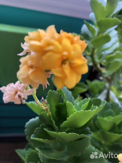 Каланхоэ (укоренившиеся черенки)