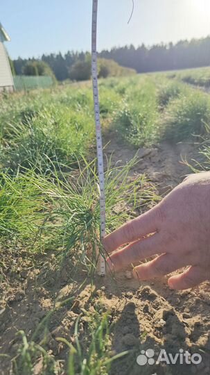 Сосна Обыкновенная окс Pinus sylvestris