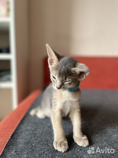 Абиссинские котята голубые