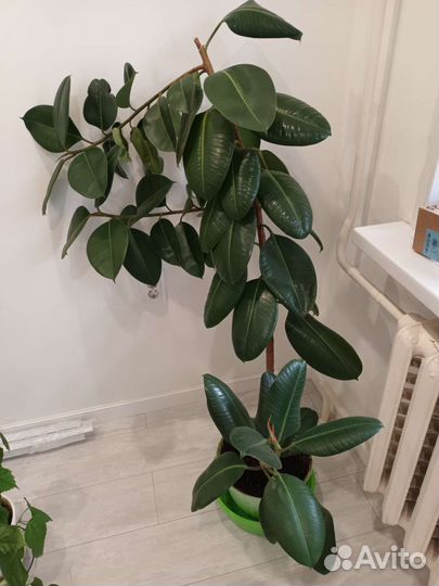 Драцены, фикус, роза