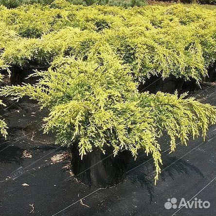 Можжевельник средний Голд Стар 80/100 Juniperus me