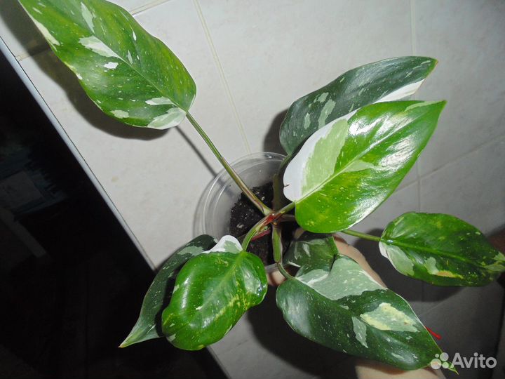 Филодендроны, Аглаонемы, и др. Ароидные