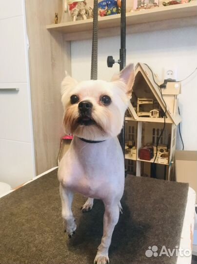 Йоркширский терьер