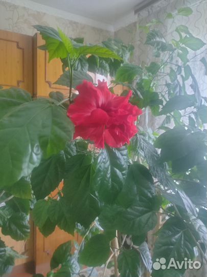 Гибискус китайская роза