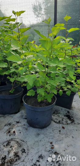 Пузыреплодник