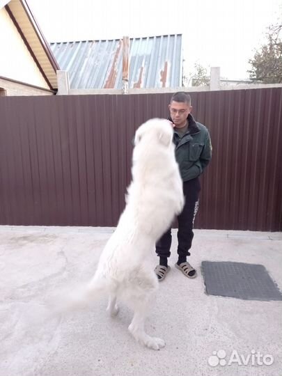 Случка собак