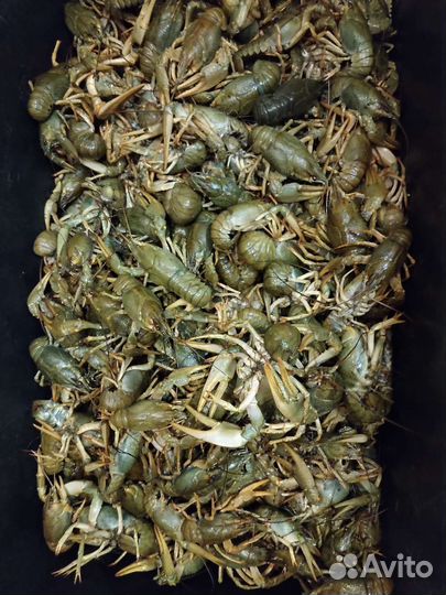 Раки живые