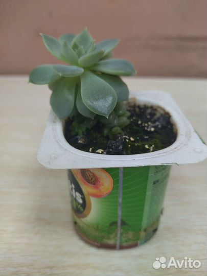 Кактусы и суккуленты