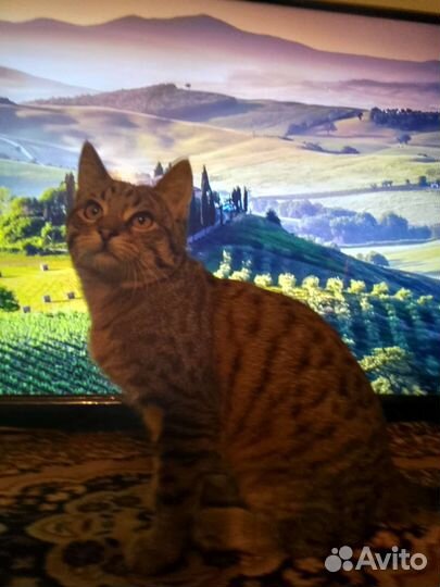 Котик в добрые руки