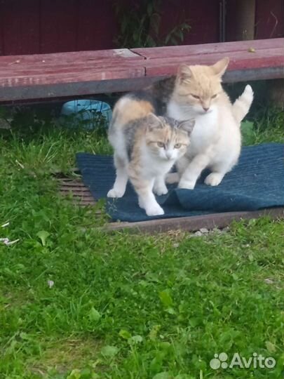 Котята в добрые руки