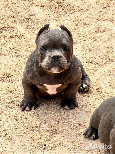 Американский булли микро
