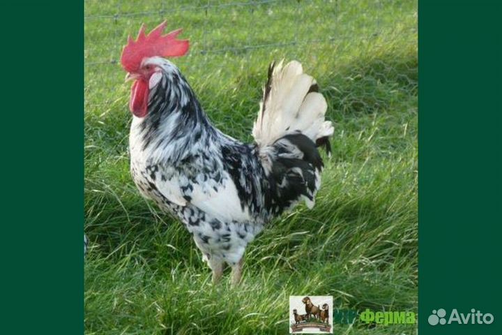 Петухи леггорн далматинцы