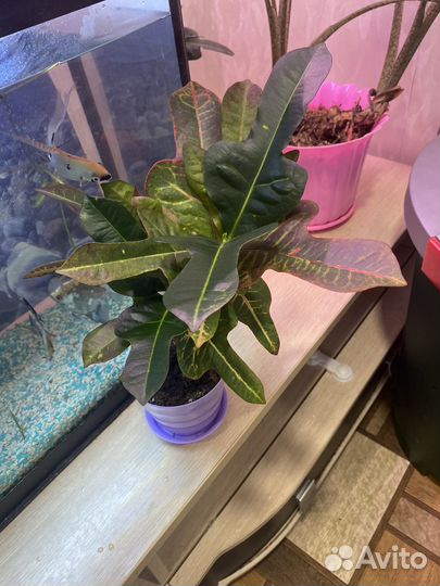 Продам комнатные цветы