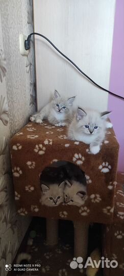 Невские маскарадные котята