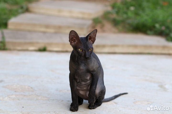 Ищу кота. вязка