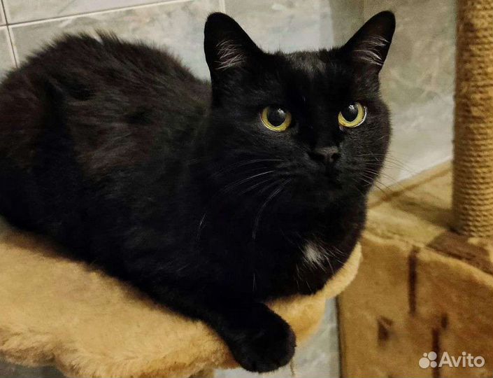 Кошачьи усы вибриссы 10 штук