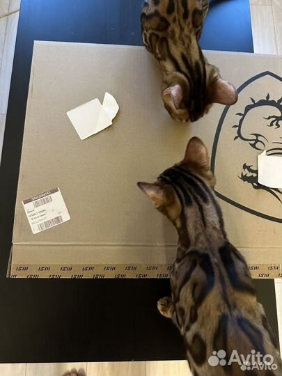 Игровой ноутбук MSI GP66 leopard/i7 11800h/rtx3070