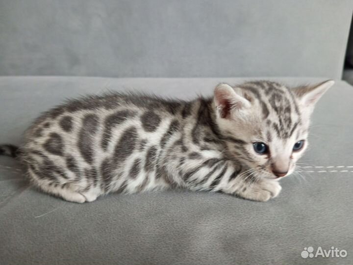 Бенгальская