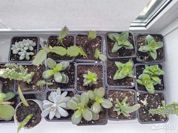 Суккуленты